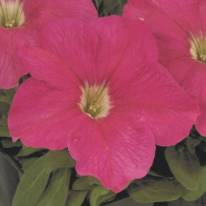 Петунія Eagle Pink